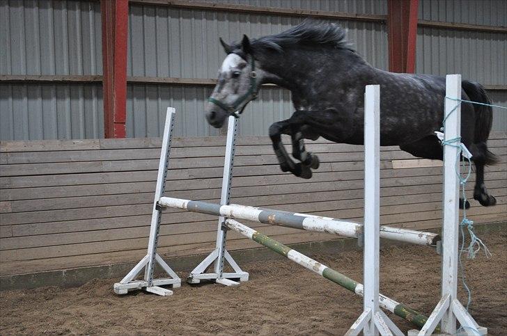 Løsspringning på Andrup Ridecenter billede 21