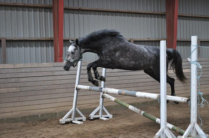 Løsspringning på Andrup Ridecenter billede 22