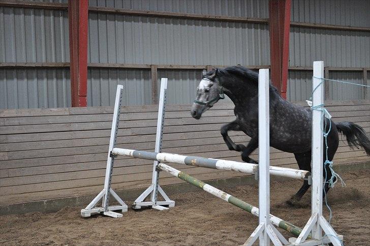 Løsspringning på Andrup Ridecenter billede 23