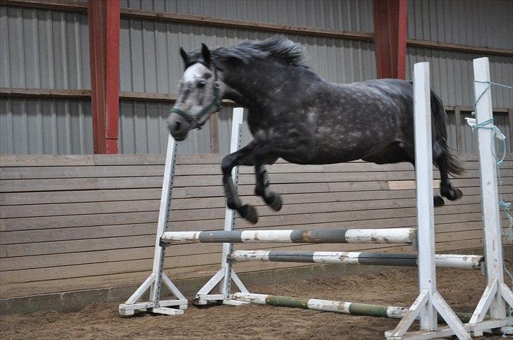 Løsspringning på Andrup Ridecenter billede 24