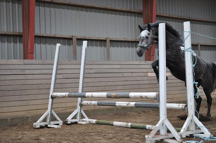 Løsspringning på Andrup Ridecenter billede 25