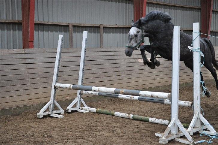 Løsspringning på Andrup Ridecenter billede 26