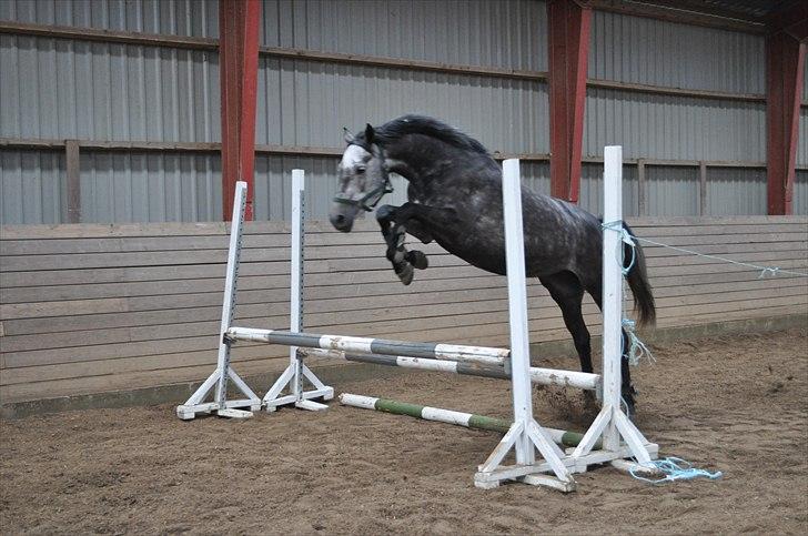 Løsspringning på Andrup Ridecenter billede 27