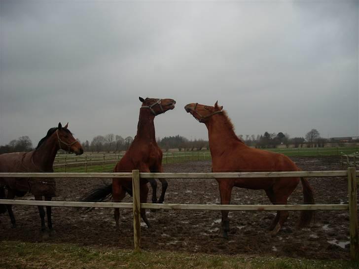  Min tid med Bansam <3 - Smukke bansam
kolding teknisk skole
dyrepasser linje med heste ;D billede 61