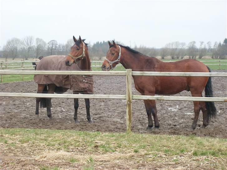  Min tid med Bansam <3 - Smukke bansam
kolding teknisk skole
dyrepasser linje med heste ;D billede 63