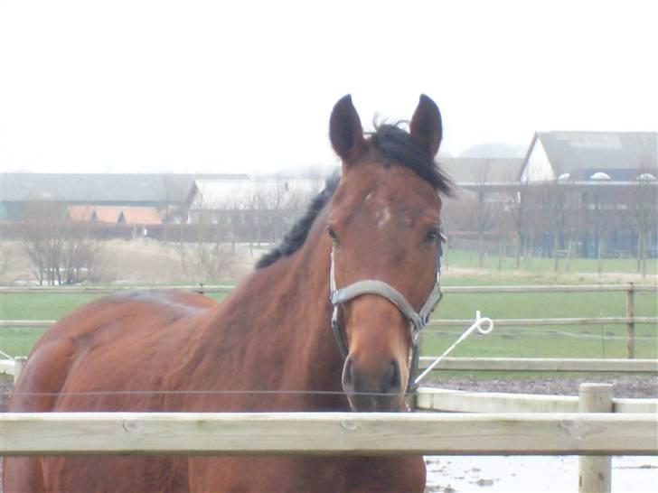  Min tid med Bansam <3 - Smukke bansam
kolding teknisk skole
dyrepasser linje med heste ;D billede 67