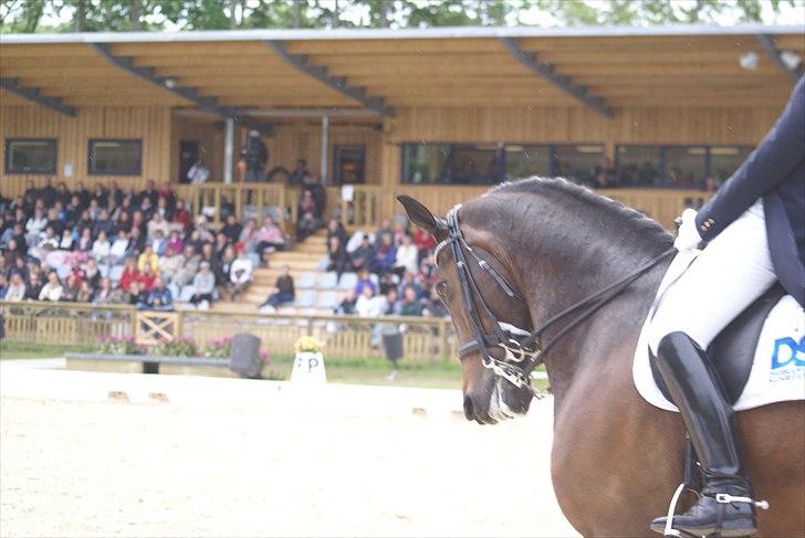 First Horse Grand Prix - 29 maj 2011 billede 44