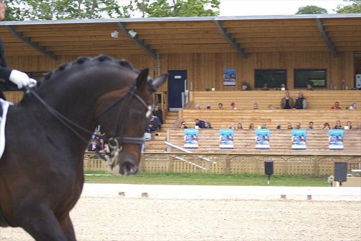 First Horse Grand Prix - 29 maj 2011 billede 73