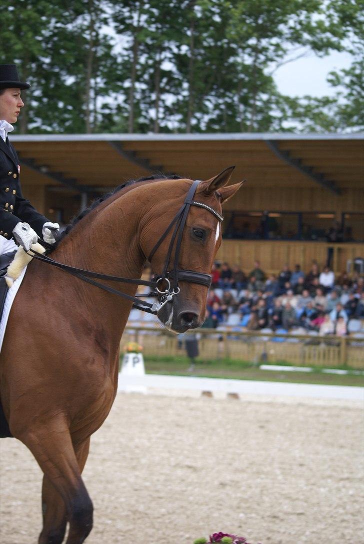 First Horse Grand Prix - 29 maj 2011 billede 437