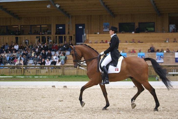 First Horse Grand Prix - 29 maj 2011 billede 484