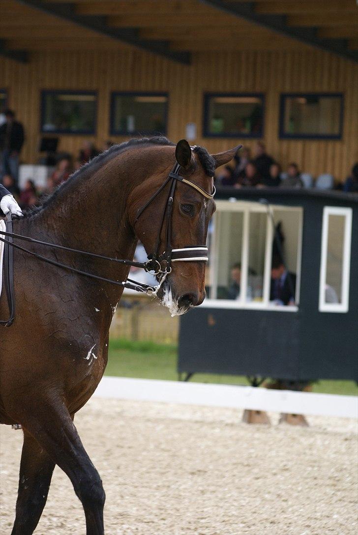 First Horse Grand Prix - 29 maj 2011 billede 495