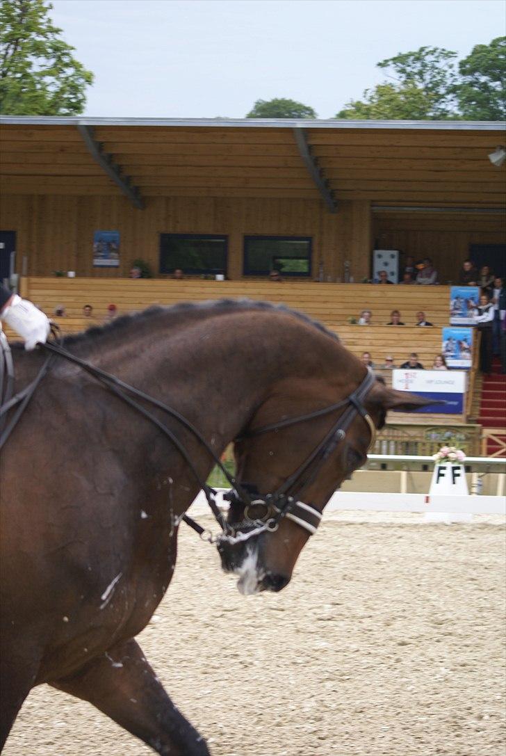 First Horse Grand Prix - 29 maj 2011 billede 520