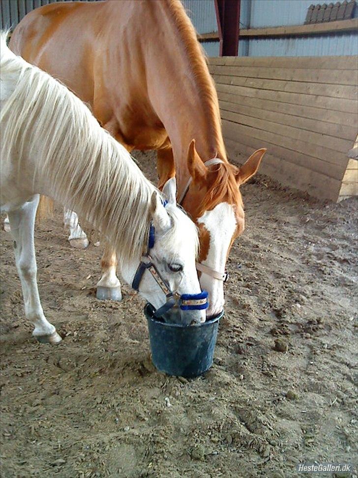 Tegninger :D   - Originalt billede - Bugatti og Cille Corona billede 350