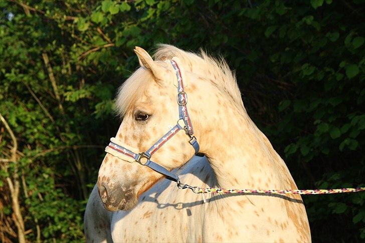 Charlie den 31 maj billede 2