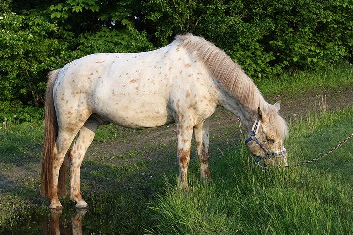 Charlie den 31 maj billede 4