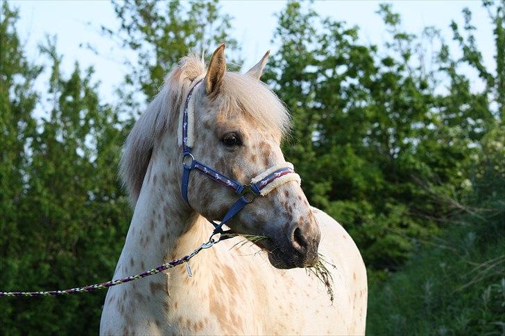 Charlie den 31 maj billede 5