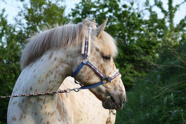 Charlie den 31 maj billede 6