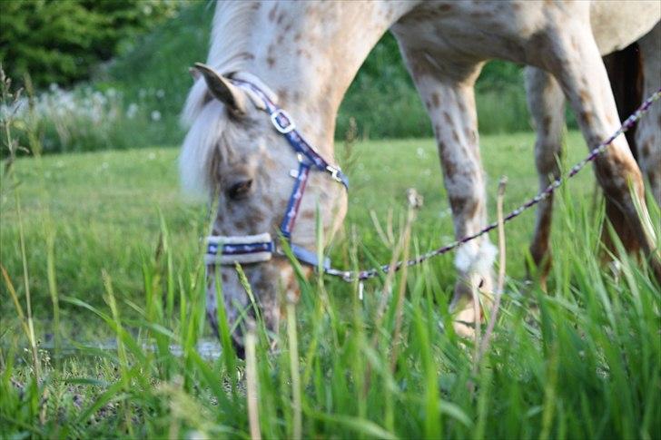 Charlie den 31 maj billede 7