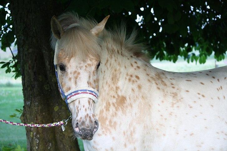 Charlie den 31 maj billede 8