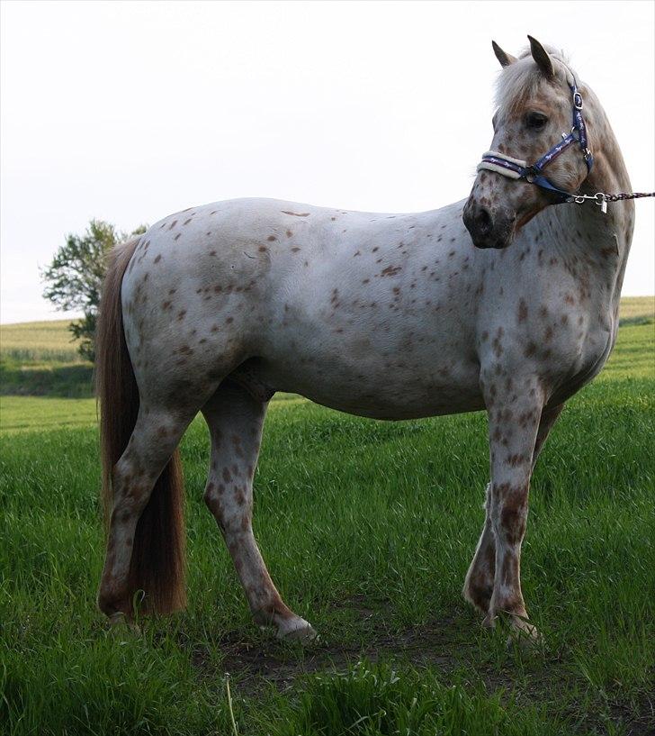 Charlie den 31 maj billede 9