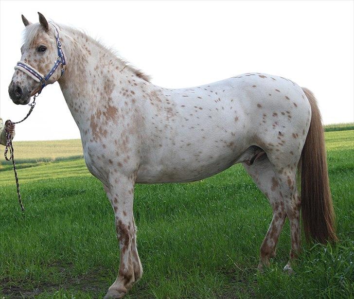 Charlie den 31 maj billede 10