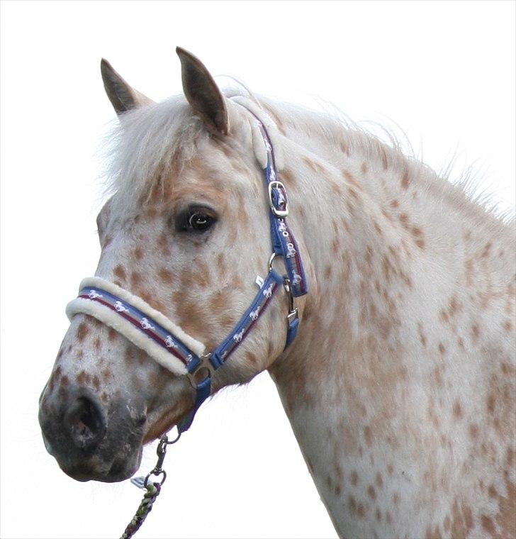 Charlie den 31 maj billede 1