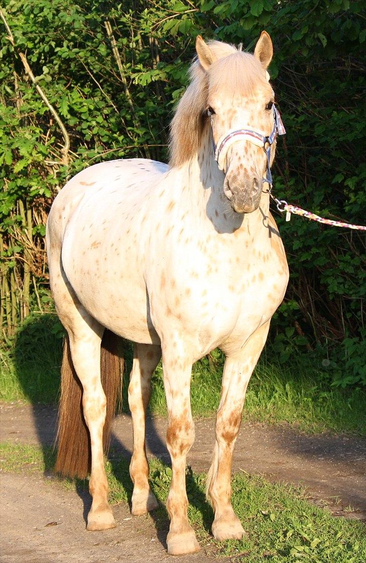 Charlie den 31 maj billede 11