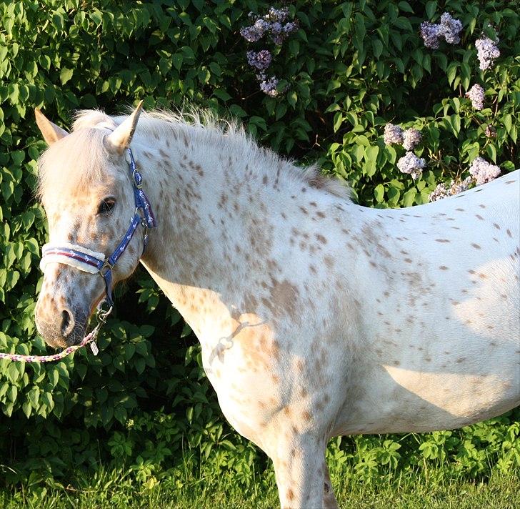 Charlie den 31 maj billede 12