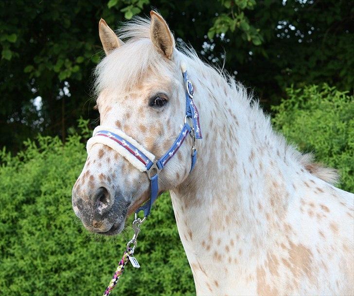 Charlie den 31 maj billede 14