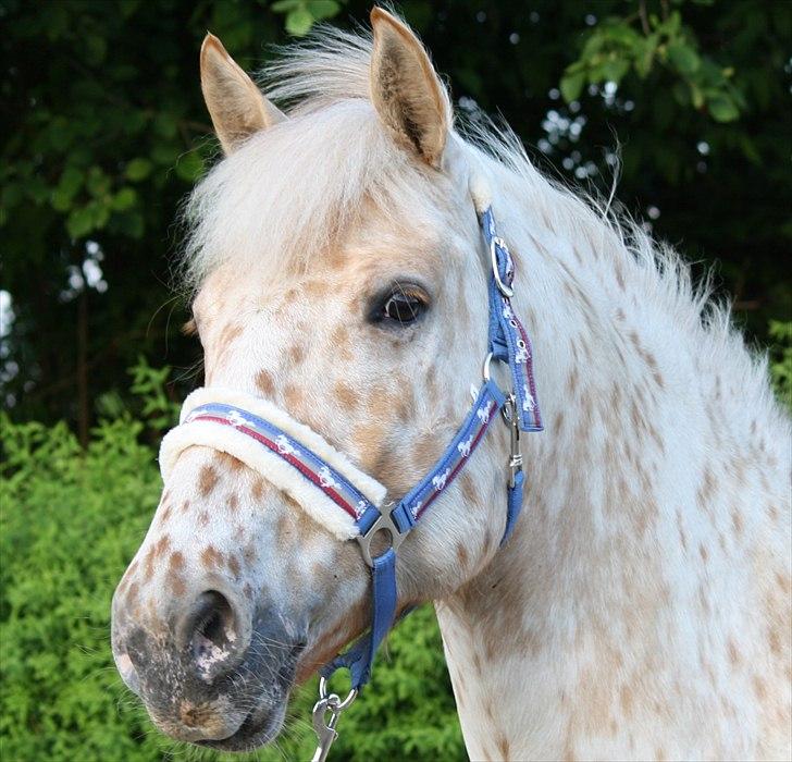 Charlie den 31 maj billede 15