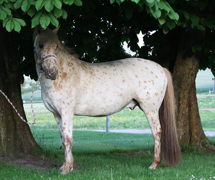 Charlie den 31 maj billede 16