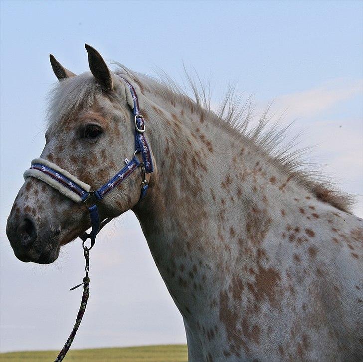 Charlie den 31 maj billede 17