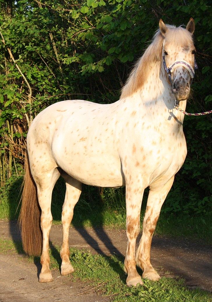 Charlie den 31 maj billede 18