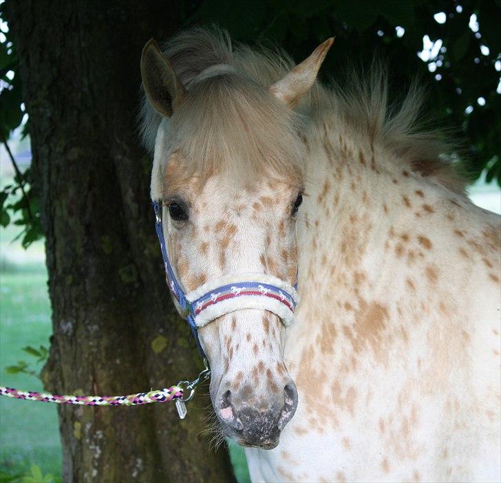 Charlie den 31 maj billede 19