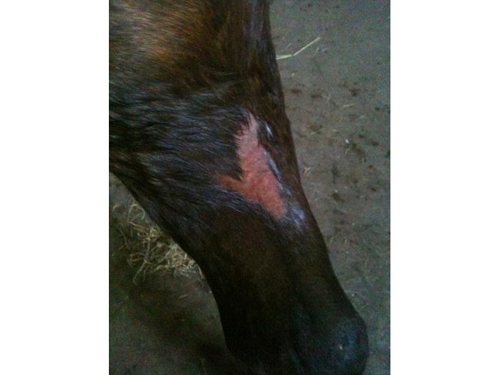 {{currentPhoto.altText}} billede {{currentPhoto.number}}