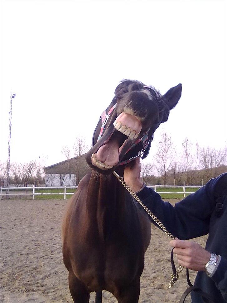 Lidt uheldige billeder af Lopez :)<3 haha:D - Gaaabb... Må jeg komme i seng nu? :-) billede 3