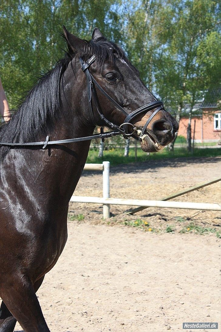 Lidt uheldige billeder af Lopez :)<3 haha:D - Pas du hellere på makker, ellers spiser jeg dig måske :-) billede 4