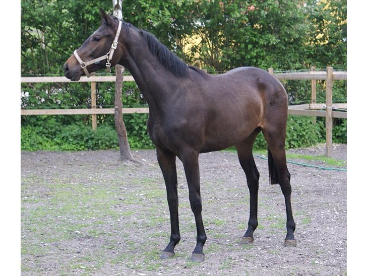 {{currentPhoto.altText}} billede {{currentPhoto.number}}