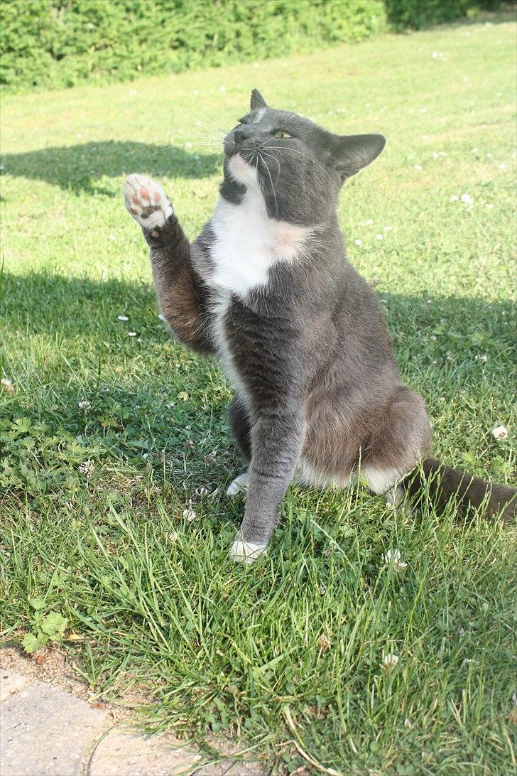 Min kat & lidt tricks :) - High five på kommando :) billede 6