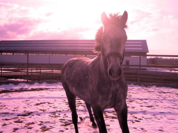 Billedredigering (har leget lidt...) - Lidt sjov med lilla farver... billede 23