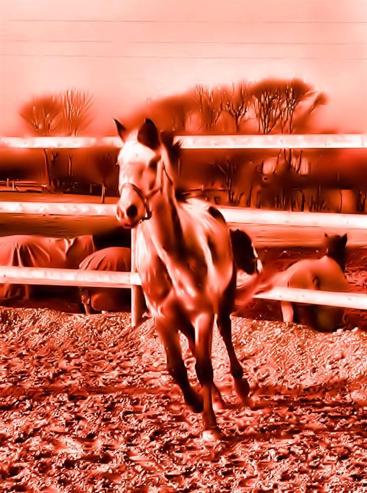 Billedredigering (har leget lidt...) - Lidt sjov... billede 24