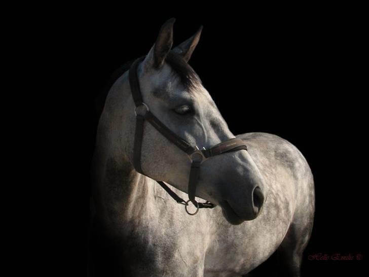 Billedredigering (har leget lidt...) - Det tog laaang tid at lære det. jeg jeg syntes selv resultatet blev fint. billede 2