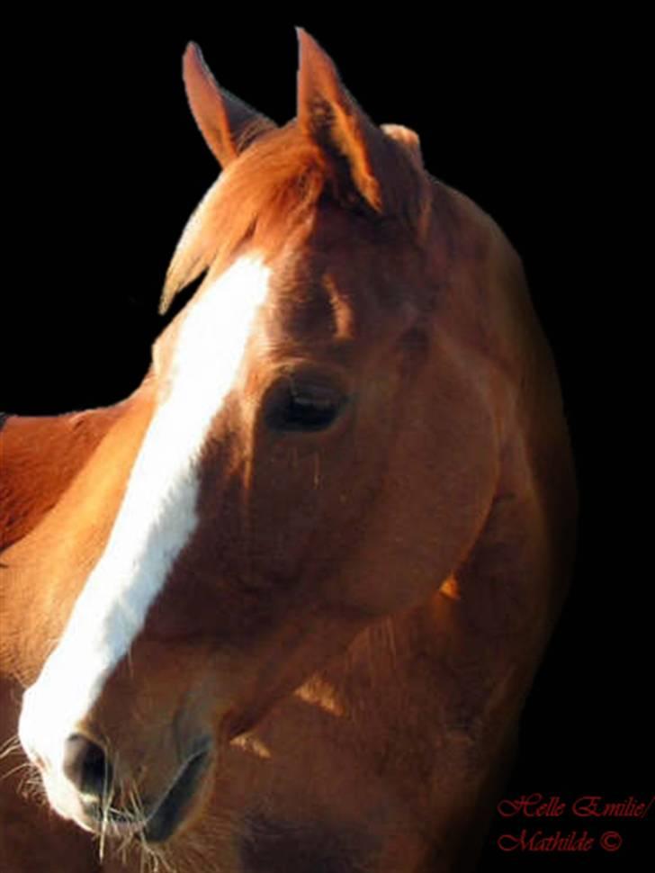 Billedredigering (har leget lidt...) - Fik lov til at låne billeder til at øve mig på billede 32