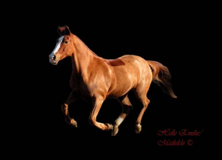 Billedredigering (har leget lidt...) - Fik lov til at låne billeder til at øve mig på billede 33