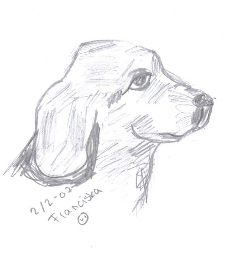 Mine tegninger af forskellige dyr - En lille labrador billede 8