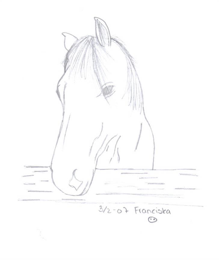Mine tegninger af forskellige dyr - Venligst udlånt af lennie L og hesten er cinzano... billede 12