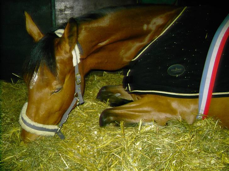 Cadi Din Giraf billede 2