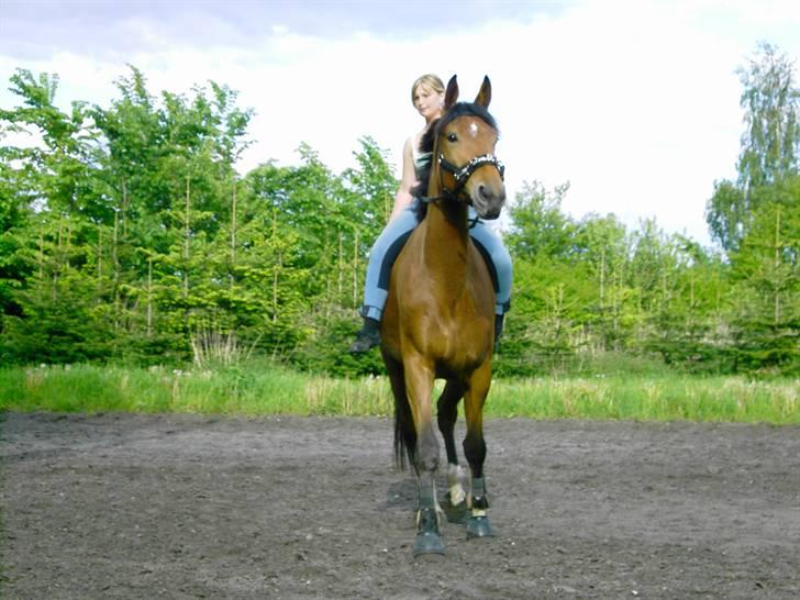 Cadi Din Giraf billede 4