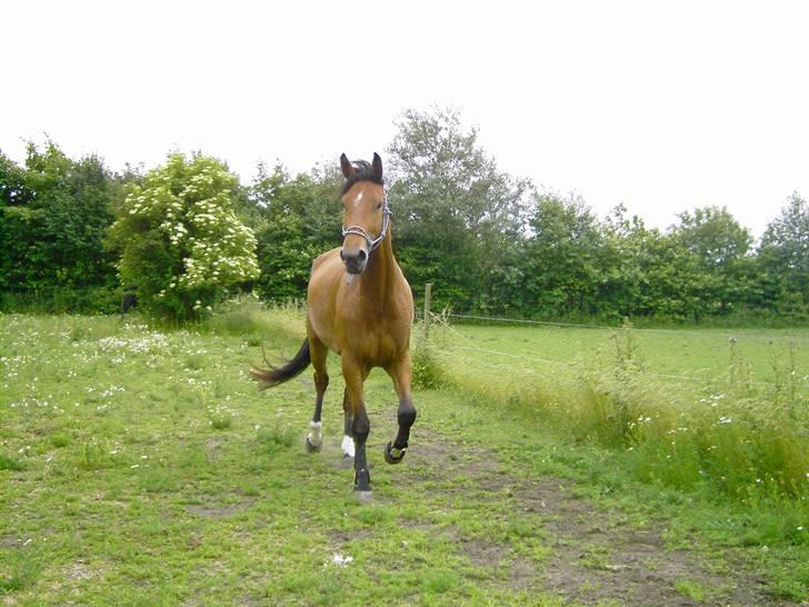 Cadi Din Giraf billede 5