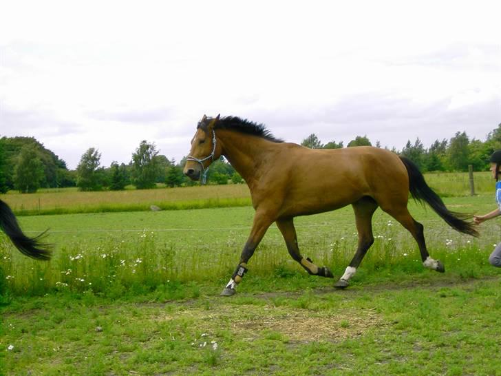 Cadi Din Giraf billede 6